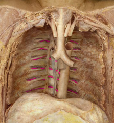 Posterior intercostal arteries