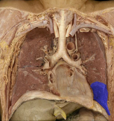 Lower lobe of the left lung