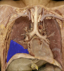 Lower lobe of right lung