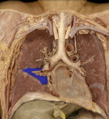 Middle lobe right lung