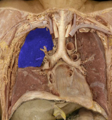 Right upper lobe lung