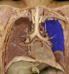 Left upper lobe lung