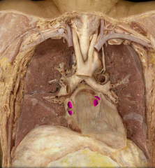 Pulmonary veins