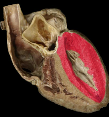 Myocardium of left ventricle
