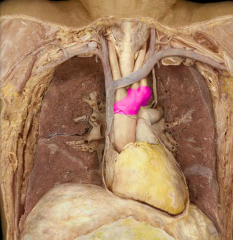 Arch of the aorta