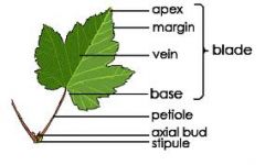 Parts of a leaf