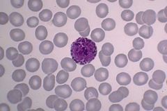 Which type of leukocyte is shown on the right?
a) Monocyte
b) Basophil
c) Eosinophil
d) Segmented Neutrophil
e) Band Neutrophil