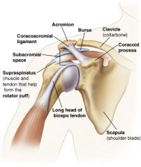 The arch overlies the subacromial bursa.  The acromion process, coracoacromial ligament and coracoid process form the arch.  It serves to protect the humeral head from direct trauma.