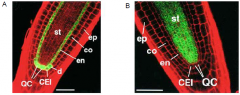 SCARECROW is required for asymmetric cell division
A. SCARECROW promoter driving GFP expression in the Arabidopsis root meristem.
B. SHORTROOT promoter driving GFP expression in the Arabidopsis root meristem.
 
ep=epidermis, co=cortex, en=endoder...