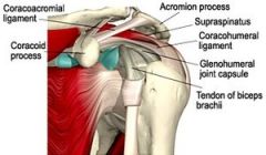 Originates from coracoid process and blends with the superior capsule and the supraspinatus tendon to insert on the greater tubercle.  It checks lateral rotation but serves a more important funciton in passive support of the upper limb against the...