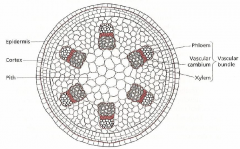 The dicot internode after primary development (radial cross-section)