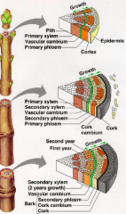 The vascular cambium between the primary xylem and phloem remain meristematic and produces secondary xylem towards the inside & secondary phloem towards the outside.
This produces concentric rings of secondary vascular tissues with the vascular ca...