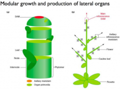 The activity of meristem determine plant architecture.
A vegetative meristem will produce modular units (phytomers) each consisting of a leaf, bud, and internode.