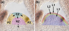Meristem is organized in to functional zones (a) and layers (b).
central zone – CZ; peripheral zone – PZ; rib zone - RZ