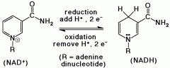 Acronym for Flavin adenine dinucleotide