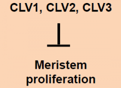 Mutants possess enlarged shoot meristems.
• clavata mutants show a loss of
control of meristem cell proliferation.
• Three loci: CLAVATA1, CLAVATA2,
CLAVATA3: three separate genes, all
with similar phenotypes.
