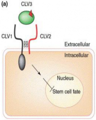 •CLAVATA1 (CLV1) - receptor kinase protein.
•CLAVATA2 (CLV2) - receptor-like protein partner for CLAVATA1.
•CLAVATA3 (CLV3) -a secreted peptide ligand for the CLV1/CLV2 receptor complex.
•CLV1 and CLV2 (receptor complex) acts with CLV3 (li...