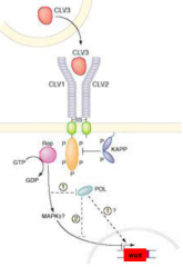 •WUS is a target for CLV signal transduction.
•CLV signaling inhibit WUS gene expression.