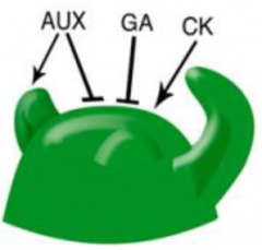• Accumulation of auxin triggers organogenesis (differentiation) at the periphery of the SAM.
• Cytokinin (CK) is essential for maintaining meristem activity.
CK deficiency reduces SAM size and activity.
CK stimulates the expression of g...
