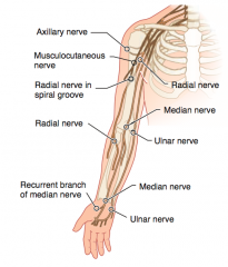 - Midshaft fracture of humerus or compression of axilla (eg, due to crutches or sleeping with arm over chair)
- Injures the radial nerve (C5-T1)
- Wrist extension is necessary for maximal action of the flexors