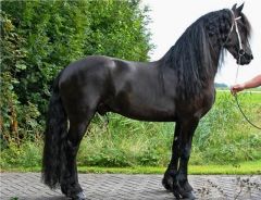 Body color is true black with black mane and tail