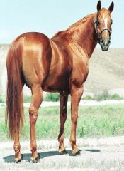 Body color is dark red or brownish red with a dark or brownish red mane.