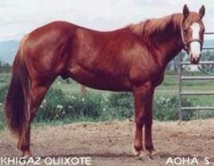 Body color reddish or copper with a reddish or copper mane and tail. The mane and tail can also be flaxen.