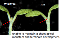Required for maintenance of undifferentiated cells in Arabidopsis shoot meristems.
STM expression: first observed in a few apical cells at the late globular stage embryo – the future SAM. Expressed throughout the SAM (blue) but not in organ prim...