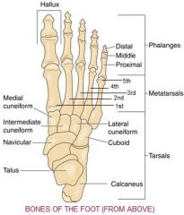 lies laterally


articulates with navicular, calcaneous, lateral cuneiform, 4th and 5th metatarsals 