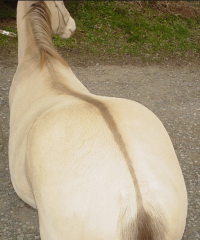 Coat color has a dorsal stripe and may have zebra striping on legs as well as a transverse stripe over the withers.