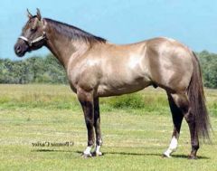 Coat color has a dorsal stripe; body color smokey or mouse-colored.
