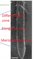Developmental zones of the Arabidopsis root Differentiation zone
•Root hairs begin to develop
Elongation zone
Meristematic zone
• Small cells
• Covered by a root cap
Different types of cell expansion occur in different regions of the root.