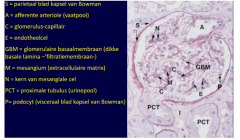 - Glycocalyx- Endotheel
- Basale lamina
- Visceraal blad
