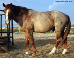 Fairly even mixture of white and red hairs; mane and tail can be flaxen or red.