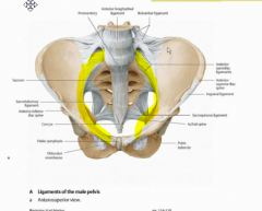 The anterior spinal ligament covers all the way down to the coccygeal but narrows in between the foramen.

The anterior sacroiliac ligament goes in almost a complete ring around the pelvic brim ending just short of the pubic symphysis