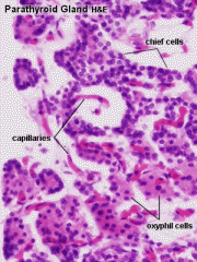 Parathyroid gland:
 
● Oxyphil cells (flat purple cells)