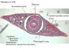Phylum: Platyhelminthes
Class: Turbellaria


- Cross Section
 *Pharynx
 *Intestine (Gut)