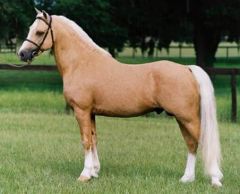 Body color is a golden yellow; mane and tail are white or cream.