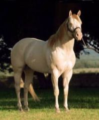 Light or pink skin; Mane and tail tends to be darker than body.