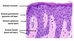 Stratum Corneum

Stratum granulosum (granualar cell layer)

Stratum Spinosum (spiny layer)

Stratum basale (basal cell layer)