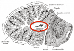 Core of the cerebellum