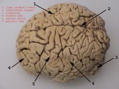 Fissures in brain, grooves