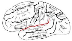 Divides parietal and temporal lobe