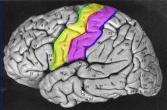 Divides postcentral gyrus and parietal lobe (blue)