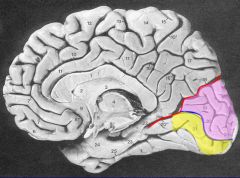 Divides horizontally in occipital lobe