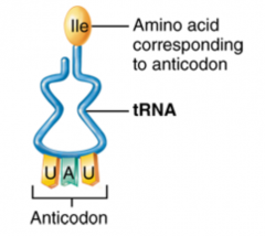 1. mRNA--> has codons (message from Gene)
2. rRNA--> on ribosome
3. tRNA--> transfers amino acids (has anti-codon)