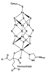 1. N2 --> NH3 (nitrogen fixer)
2. 7 Fe, 1Mo, 9 sulfides, 1 his, 1 cys and 1 homocitrate
3.