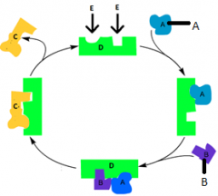 In the diagram above, the active site is labeled  _______.
a.  A and B          
b.  C    
c.  D     
d. E       
e.  A, B, and D