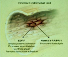 Normal endothelial cell function:
- Inhibits platelet adhesion
- Promotes vasodilation
- Controls shear
- Prevents leukocyte adhesion