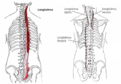 Udspring: Lumbale aponeurose (thoracis) og øverste 5 thorakale processus spinosus (cervicis og capitis)
Hæfte: Nederste 9 ribben og thorakale proc. transversum (thoracis) samt de cervikale proc. transversum (cervicis) og proc. mastoideus.
Funkti...